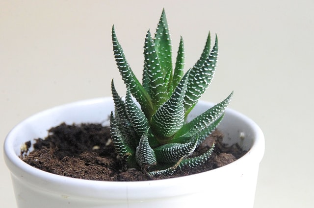 aloe vera indoor succulent plant