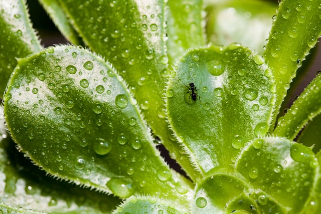 insect on an indoor succulent plant