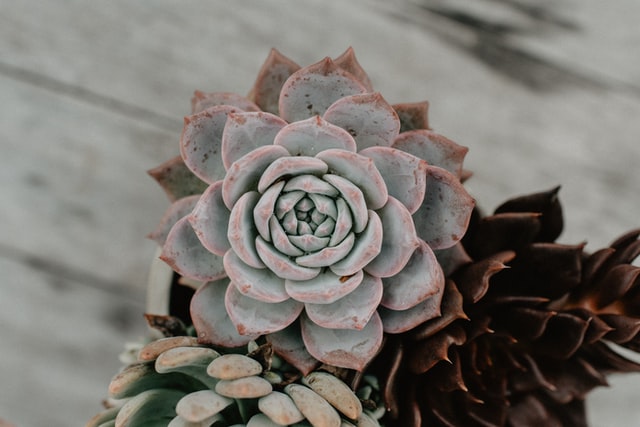 Light coloured indoor succulent plant