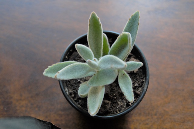 panda plant indoor succulent