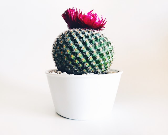 pincushion indoor succulent plant