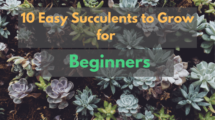 10 easy succulents to grow indoors for beginners