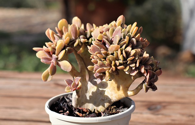 cresting succulent indoor