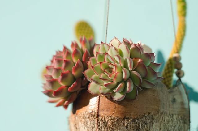 Echeveria indoor succulent