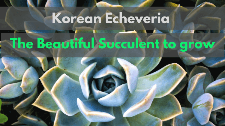 Featured Image- Korean echeveria