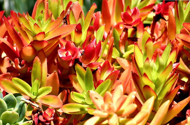 Variegated succulent