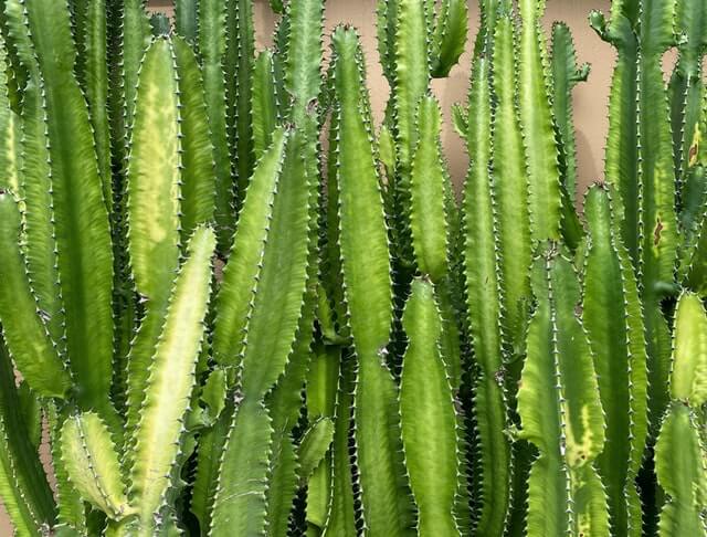 African milk tree succulent indoor grown