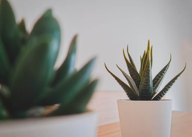 aloe vera indoor succulent
