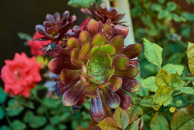 beauty succulent