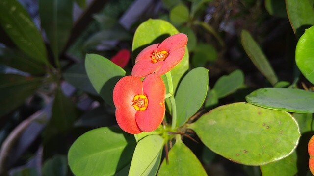 crown of thorns succulent