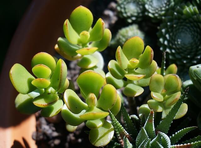 easy succulent to grow indoors- jade plant