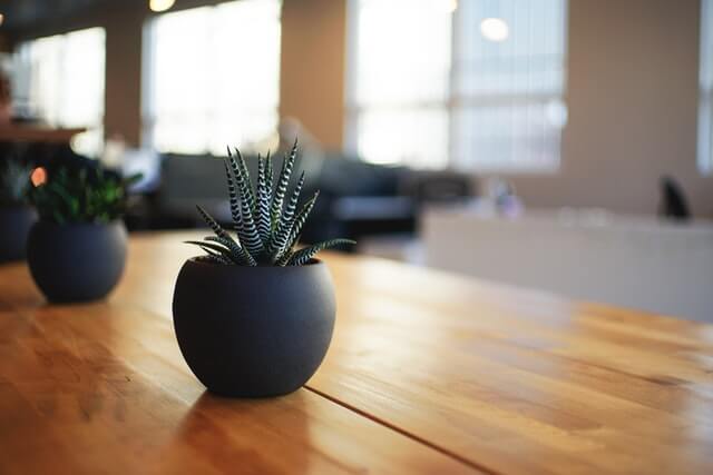 easy indoor succulent to grow for home decor