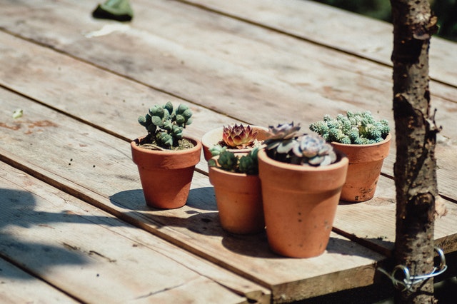 outdoor succulent garden