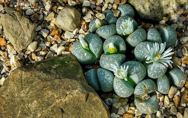 lithops indoor succulent
