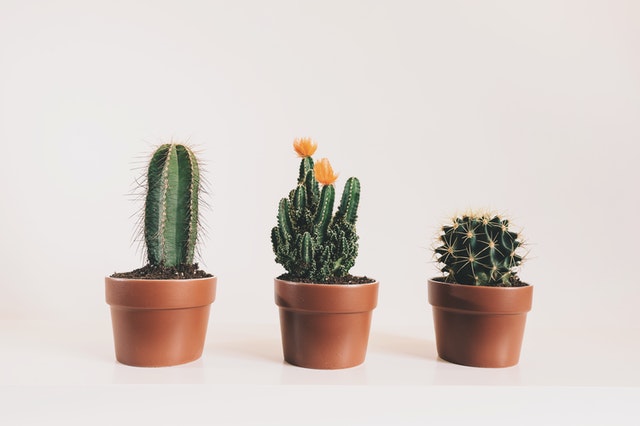 drainage pot for succulents