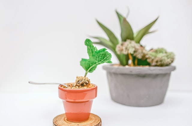 pot for succuelents