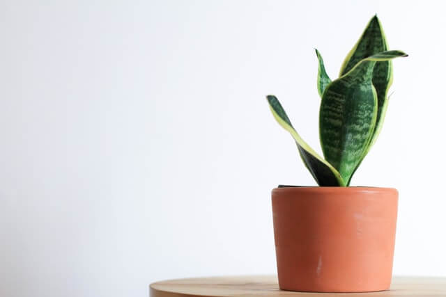 easy succulents to grow indoors snake plant