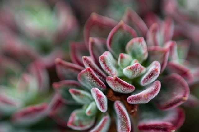 Korean echeveria leaves