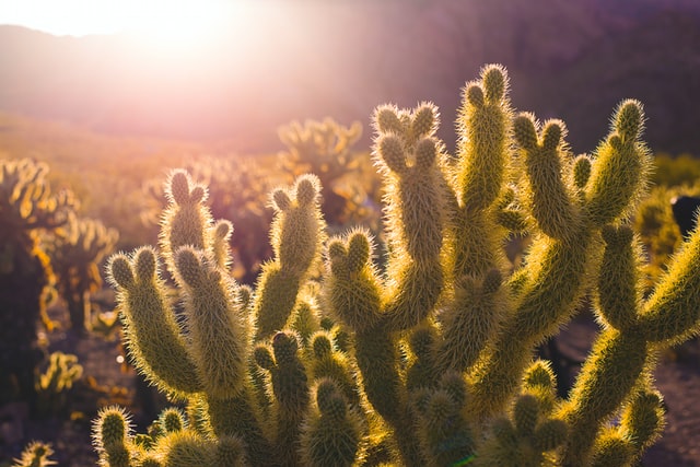 light on cactus succulent