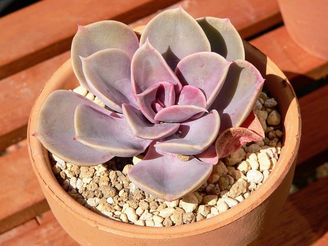 succulent plant Korean echeveria