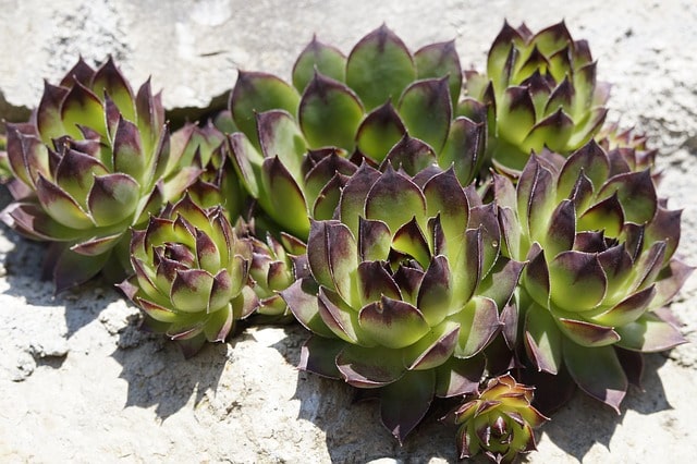 succulent korean