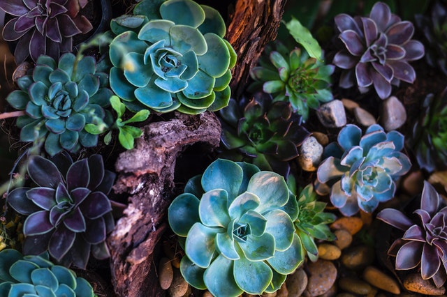 vibrant and colourful korean echeveria succulent