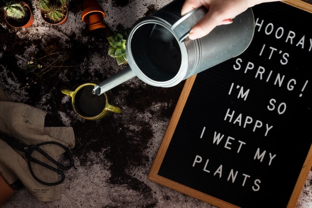 water succulent