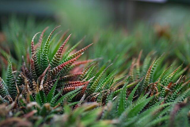 zebra indoor succulent 