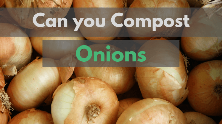 Featured Imgae- Can you compost onions