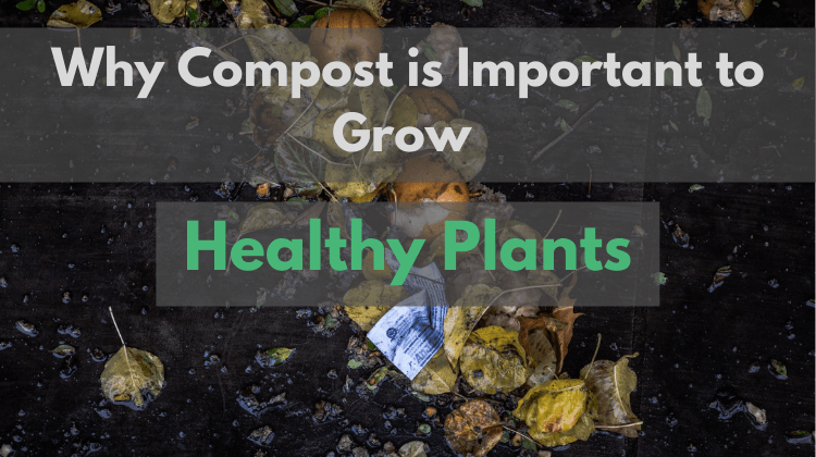 Featured image: why compost is important