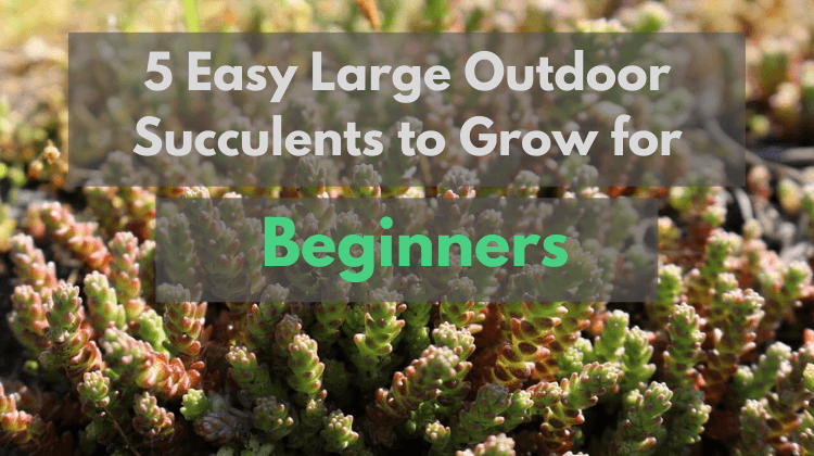 Featured image for post: Large outdoor succulents