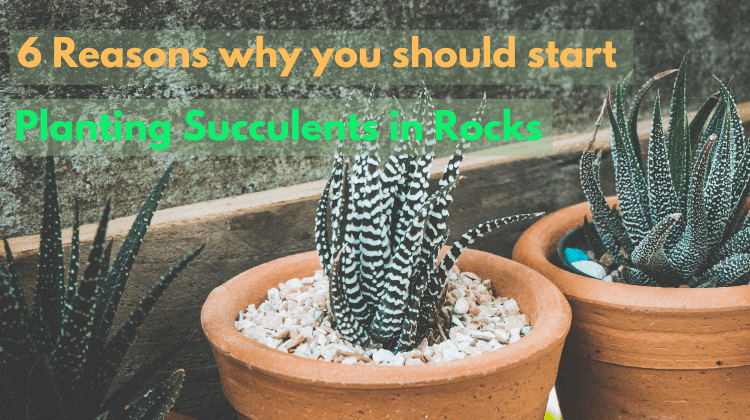 Planting Succulents in rocks featured image