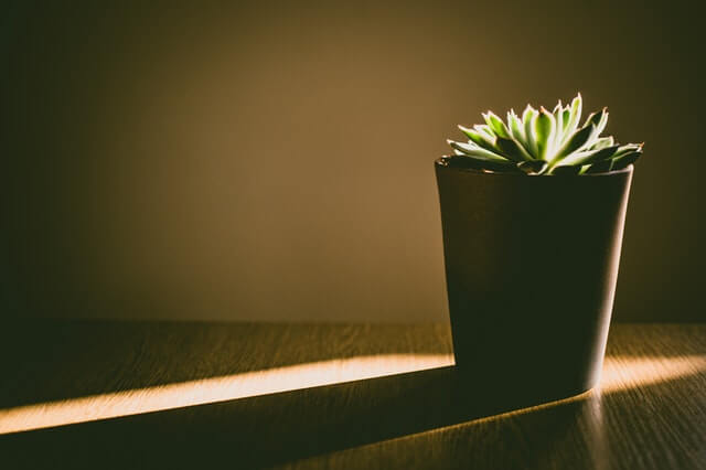Succulent light.