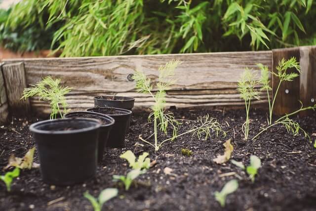 compost soil for plants