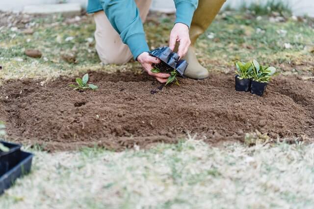 compost used as top dressing