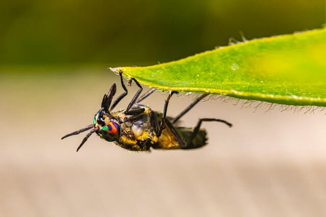 pest control using compost