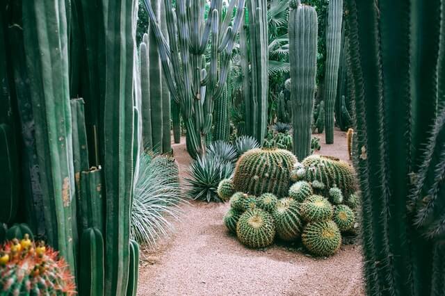 hardy succulents outdoor
