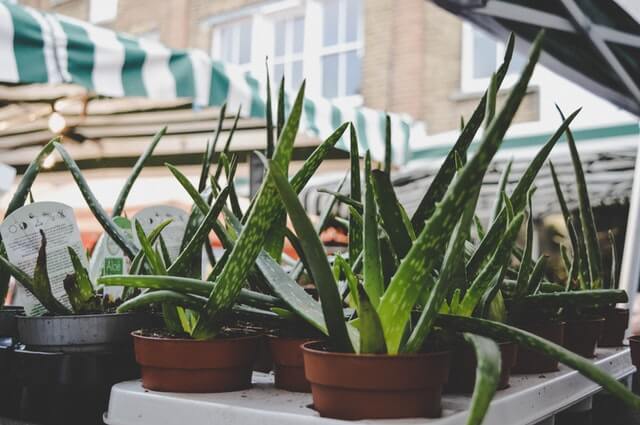 outdoor succulent aloe vera