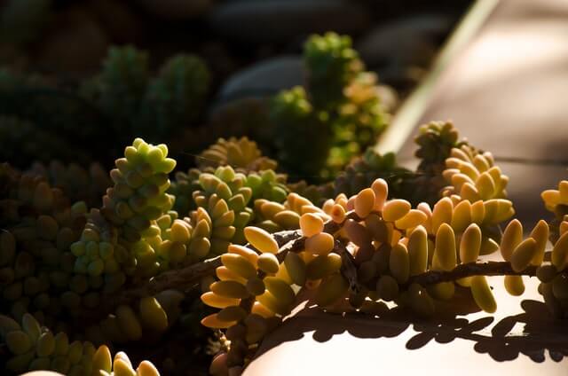outdoor succulent burro's tail