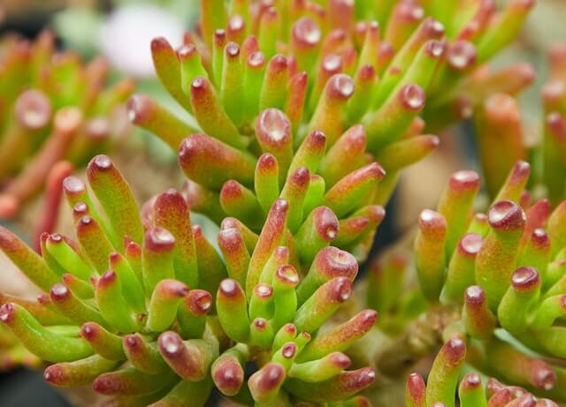 Large outdoor succulents firesticks