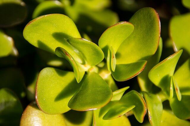 large outdoor succulent jade plant