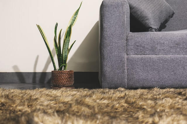 snake plant