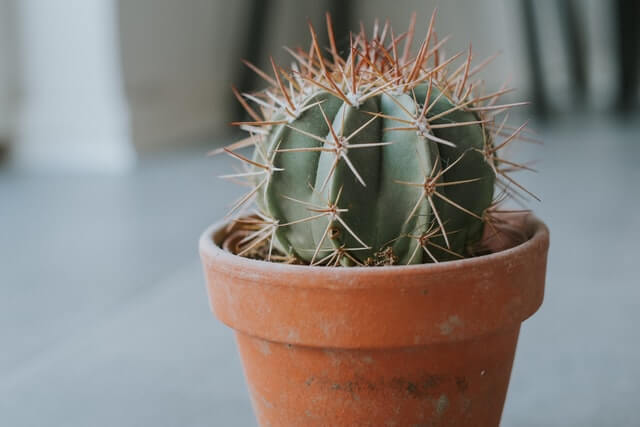 large outdoor succulents pot- terra- cotta