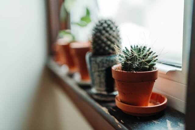 planting succulent in pot