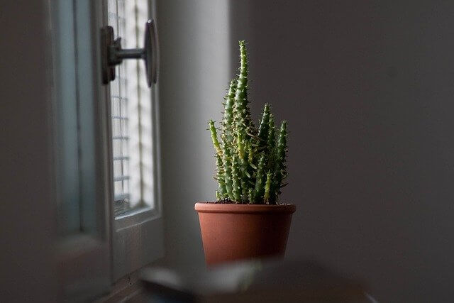 planting succulents near light