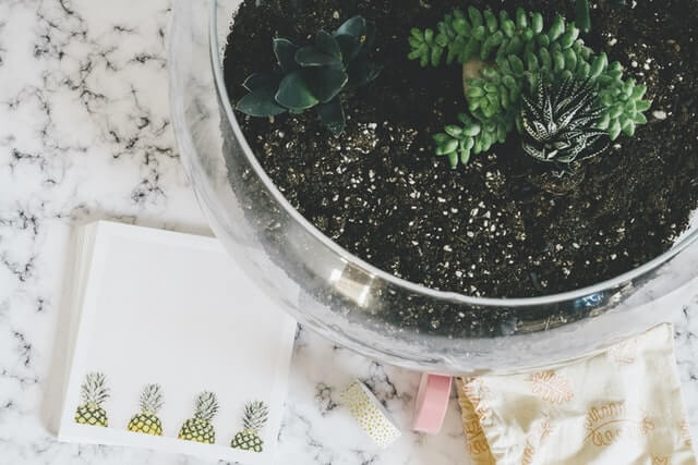 planting succulents in  glass container
