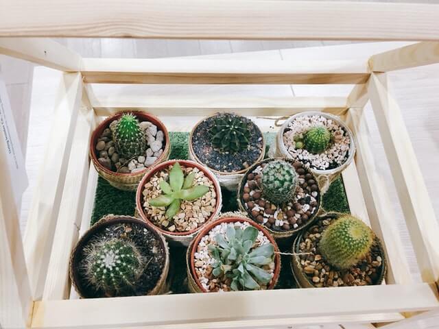 planting succulents in rocks example