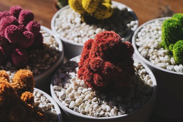 planting succulents in rocks for home décor