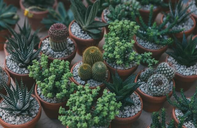planting succulents in rocks to add a professional touch