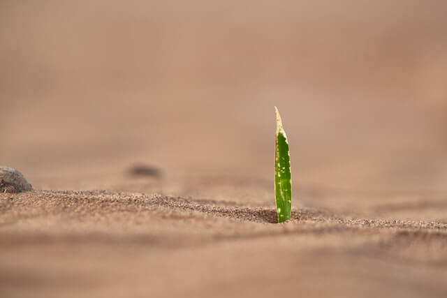 succulents grow in sand
